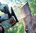 How Our Tree Care Process Works  in  Nescopeck, PA