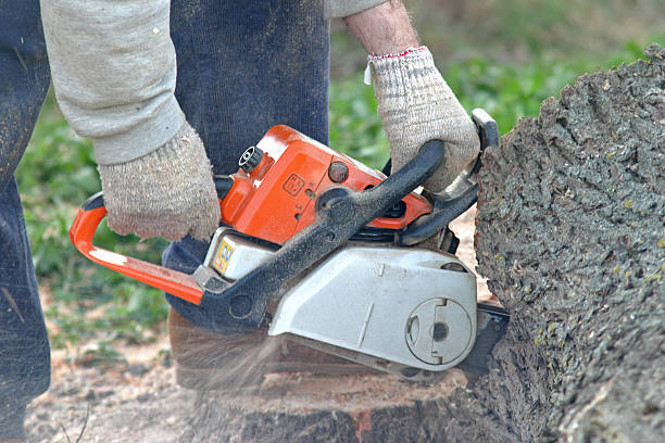Trusted Nescopeck, PA Tree Care Experts