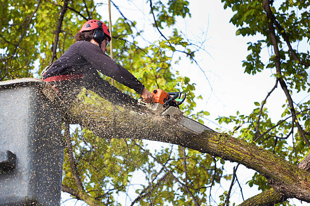 Mulching Services in Nescopeck, PA